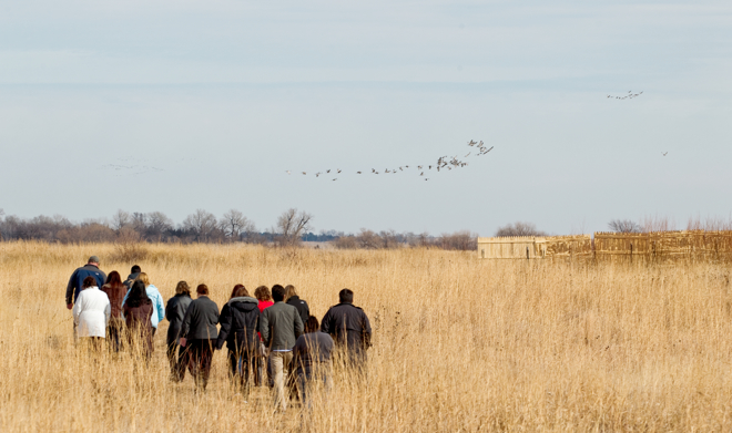 Sandhill cranes